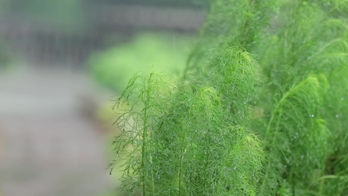 雨打绿植慢动作