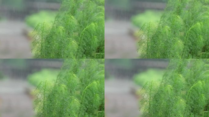 雨打绿植慢动作