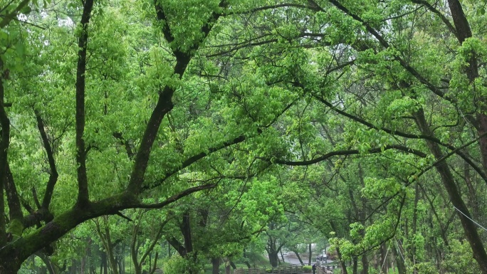 大自然森林天然氧吧绿野仙踪永嘉溪滨公园