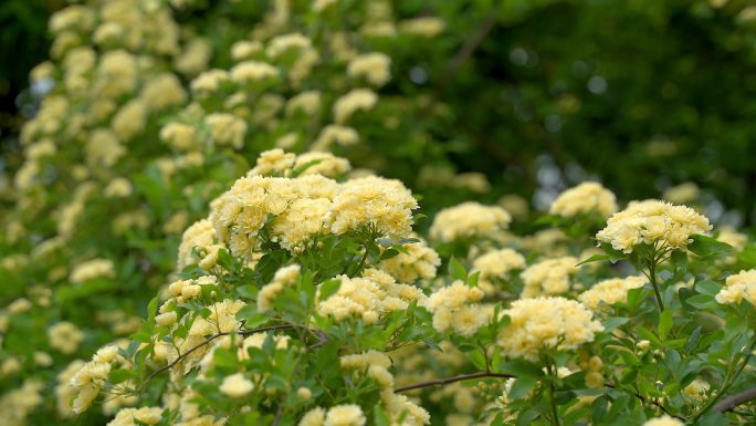 木香花香扑鼻而来