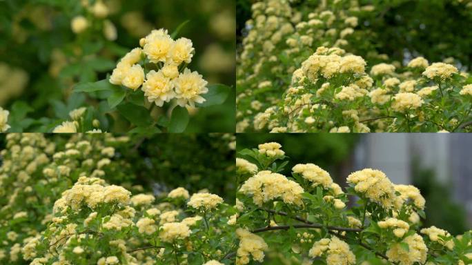 木香花香扑鼻而来