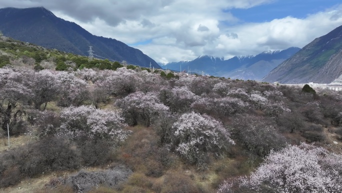 林芝桃花节