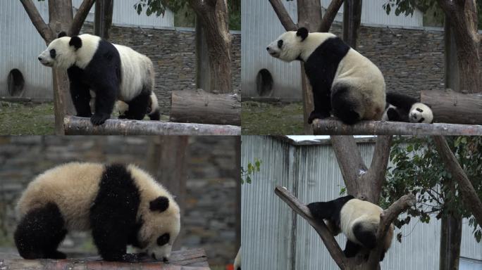 熊猫大熊猫苏琳双胞胎爬树嬉戏玩耍