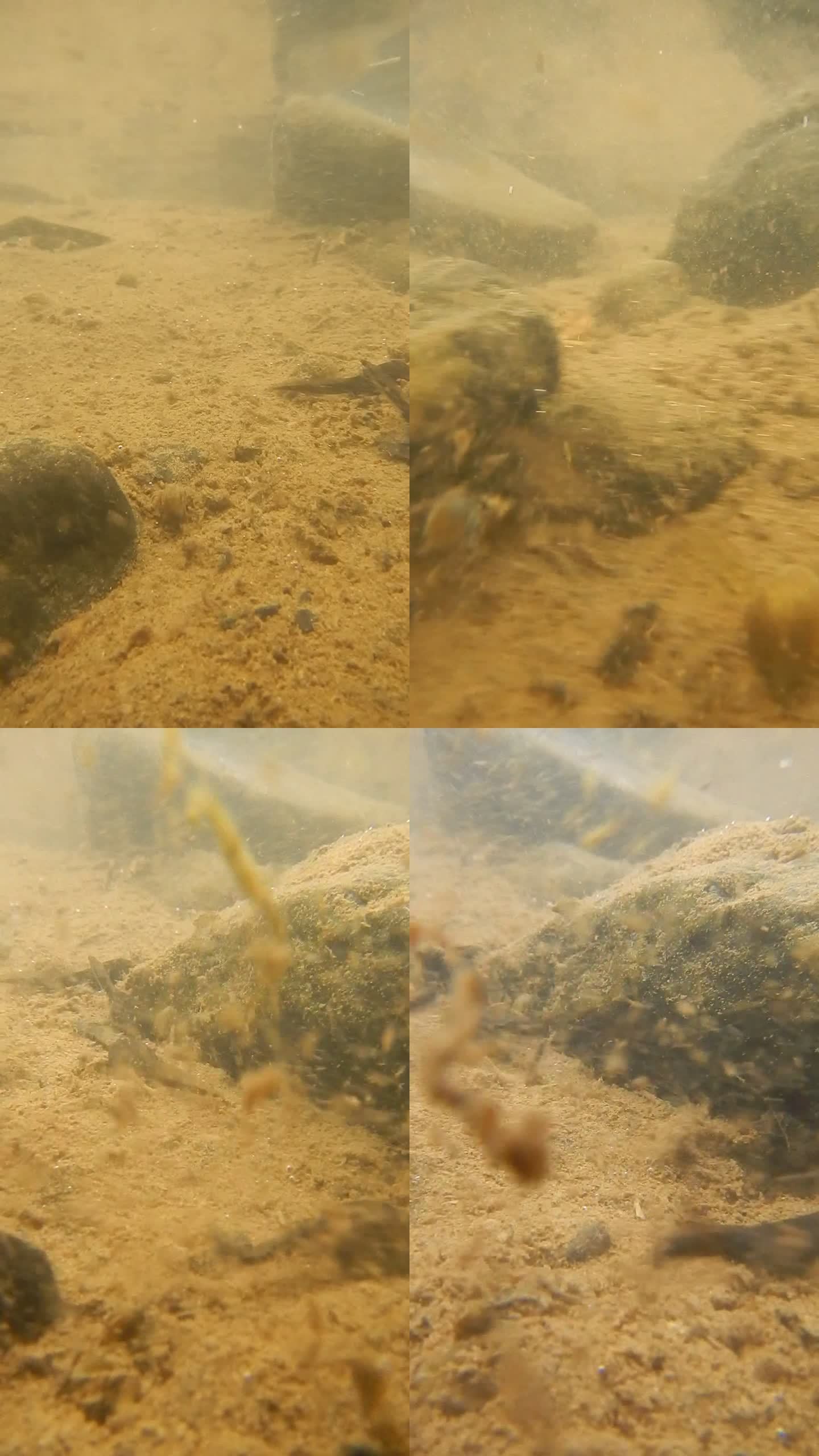小蝌蚪水下拍摄素材