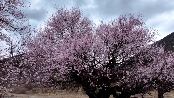 西藏林芝桃花