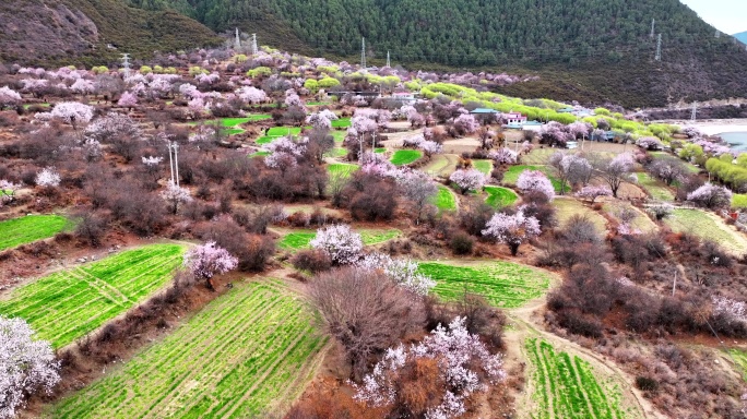 西藏林芝桃花