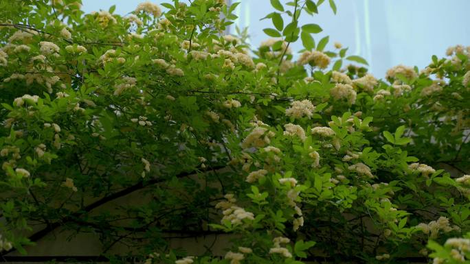 木香花醉人芬芳