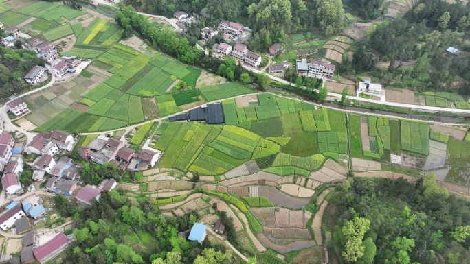 汉中南郑油菜花田航拍