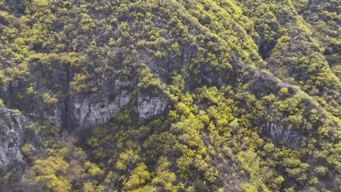 济南彩石青龙峪连翘花开