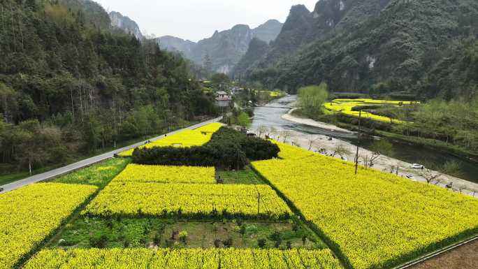 湖南湘西吉首市矮寨镇油菜花风景