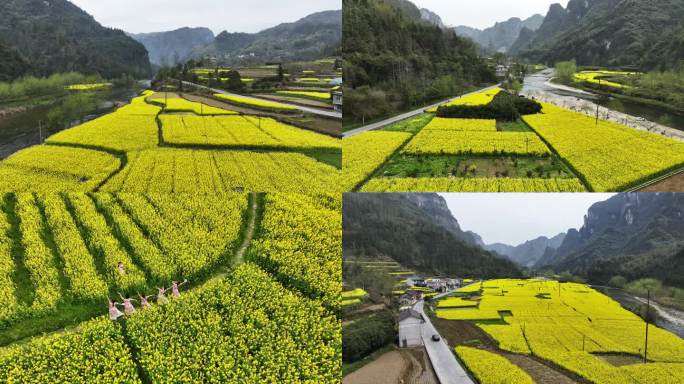 湖南湘西吉首市矮寨镇油菜花风景