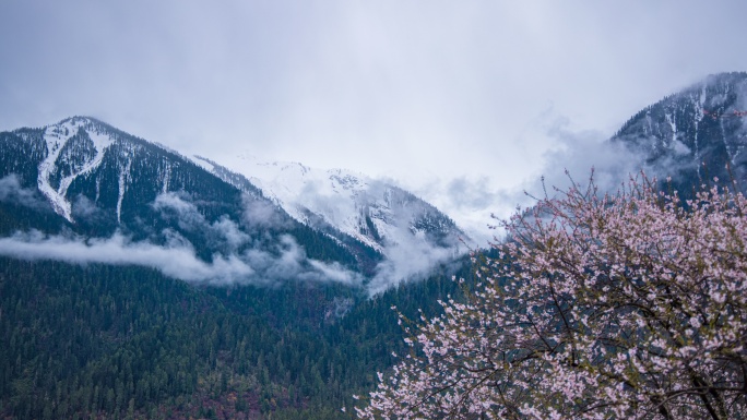 西藏林芝桃花雪山延时