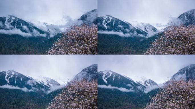 西藏林芝桃花雪山延时