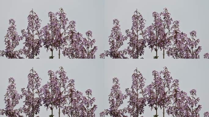 春天紫色泡桐花绽放开花自然风光
