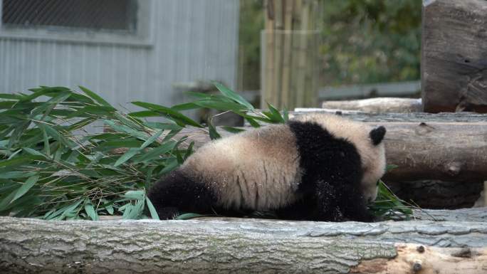大熊猫双胞胎幸福玩耍