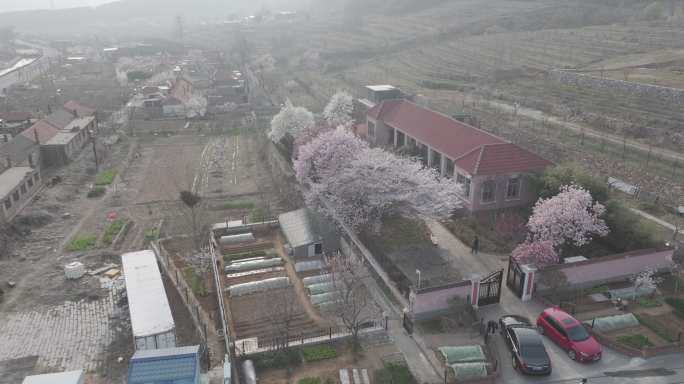 航拍威海市环翠区里口山王家疃村樱花院落