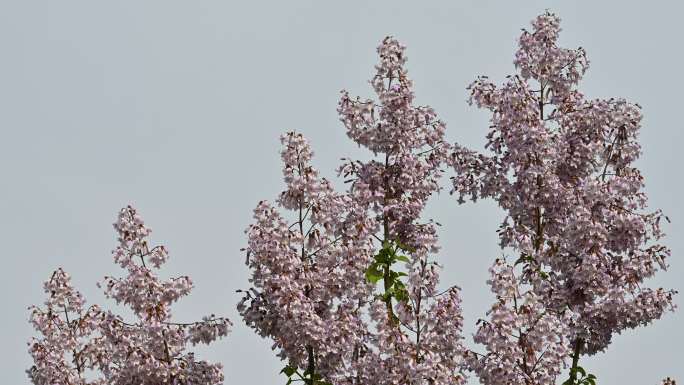 春天紫色泡桐花绽放开花自然风光