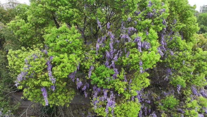 紫藤花开游客来