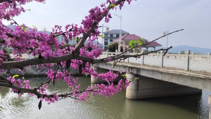 小桥流水紫荆花凉亭