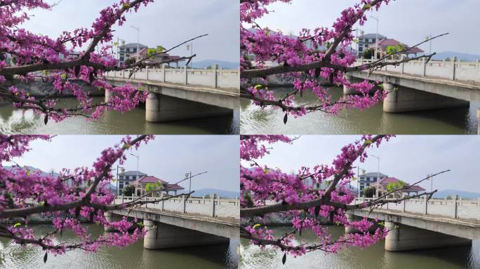 小桥流水紫荆花凉亭