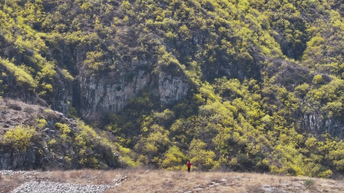 济南彩石青龙峪连翘花开