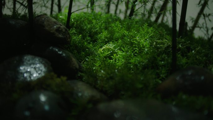 苔藓 微观世界 特写 草地  自然清澈