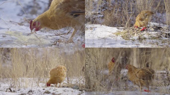 4K雪地觅食 散养鸡