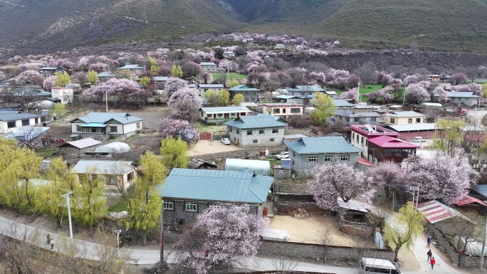 林芝桃花节