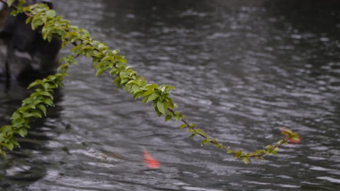 春雨  雨滴