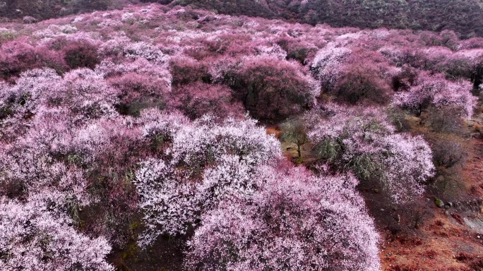 西藏林芝桃花