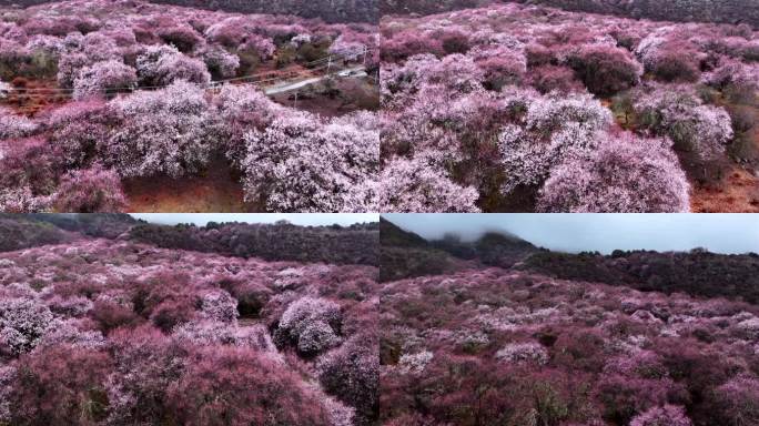 西藏林芝桃花