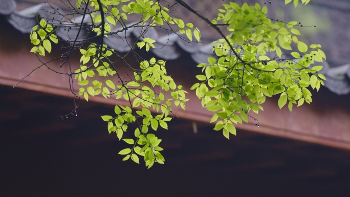 4K雨水屋檐惊蛰谷雨禅意国风植物绿色空镜