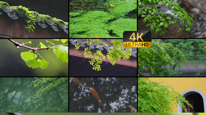 4K雨水屋檐惊蛰谷雨禅意国风植物绿色空镜