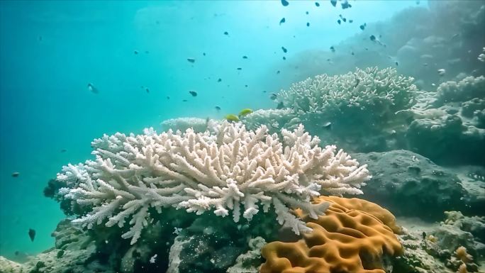 唯美海洋海底世界水下世界珊瑚丛鱼类生物素