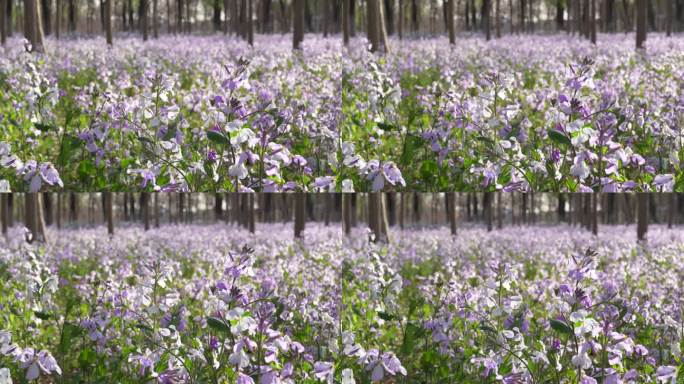 春天满地的兰花草开满紫色的花朵