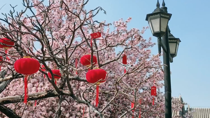 原创空镜 红墙绿瓦 春和景明