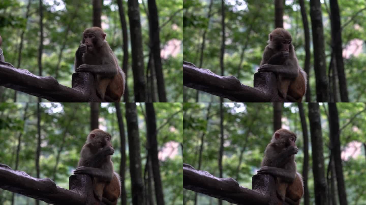 森林里的猴子猕猴