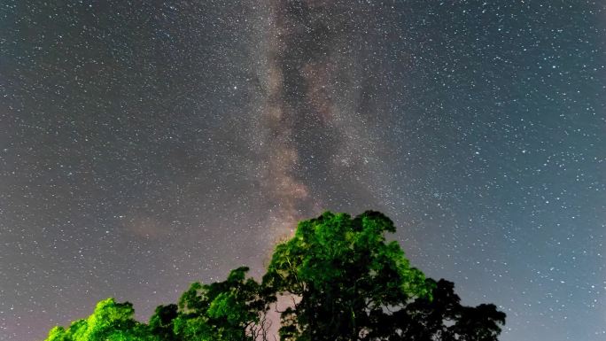 大槐树星空延时背景