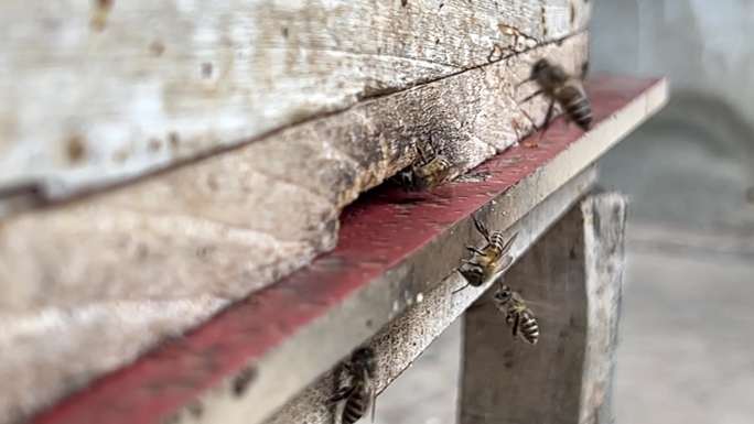 蜂蜜 蜜蜂 小蜜蜂 养蜂 蜂巢 养殖业