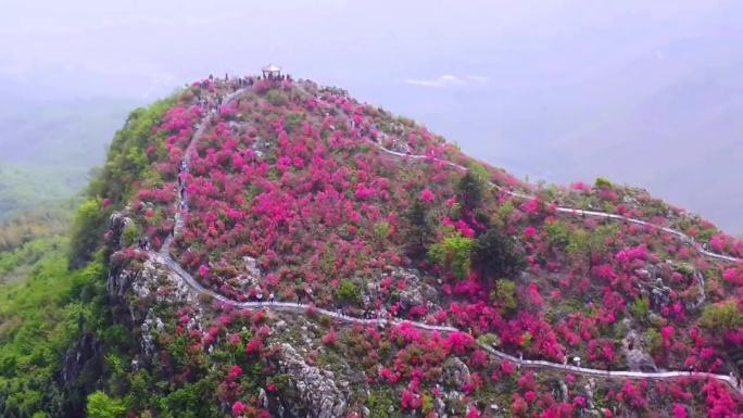 杜鹃花海