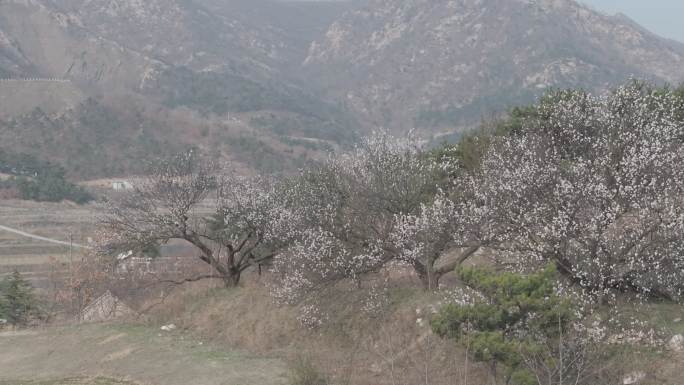 航拍威海环翠里口山王家疃村山坡上的杏花树