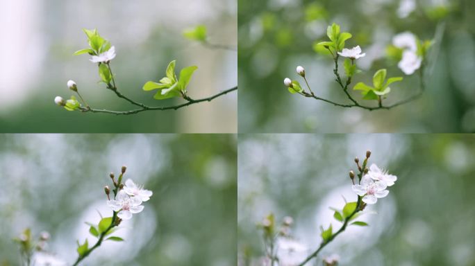 春天自然风光空镜