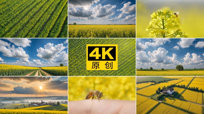 春天航拍油菜花海田野蜜蜂采蜜