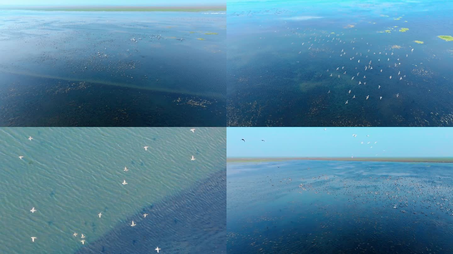 【4k原创】湖南岳阳洞庭湖湿地候鸟