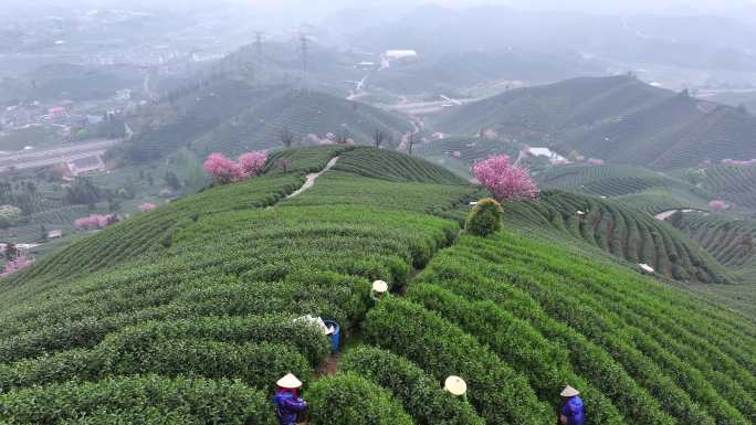 航拍杭州富阳龙井茶茶田和樱花树白昼景观