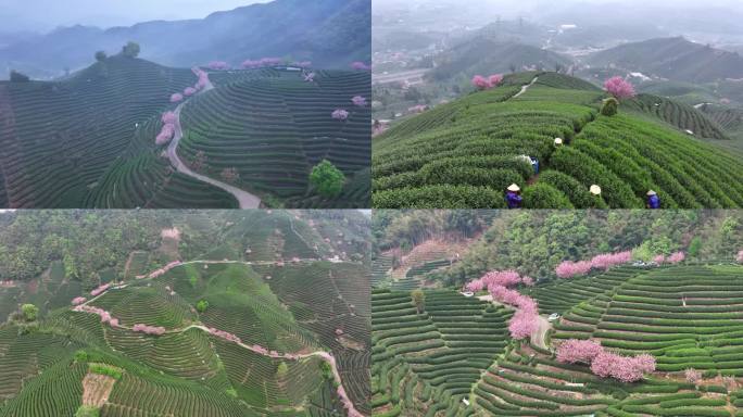 航拍杭州富阳龙井茶茶田和樱花树白昼景观