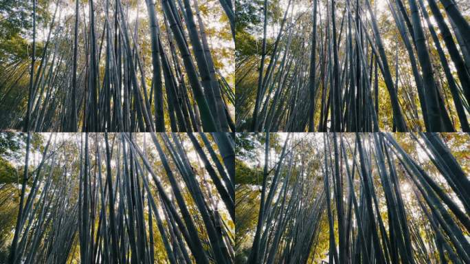 竹海竹林风景