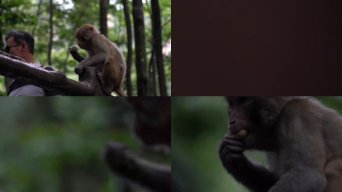 森林里的猴子猕猴