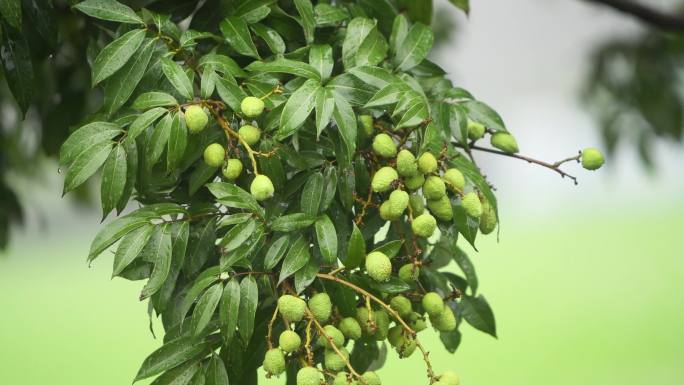 雨落在荔枝树上