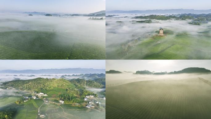 茶园 茶山 雾里茶园  航拍茶山